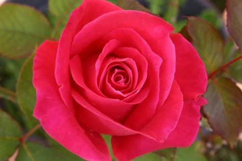 Student Spotlight: The Petal Giver