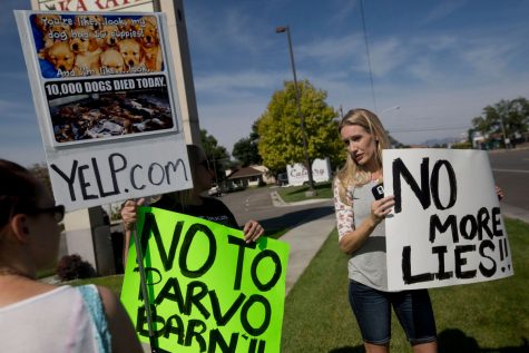 Puppy Barn under fire over diseased pups