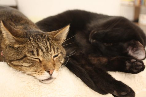 Tinkers Cat Cafe