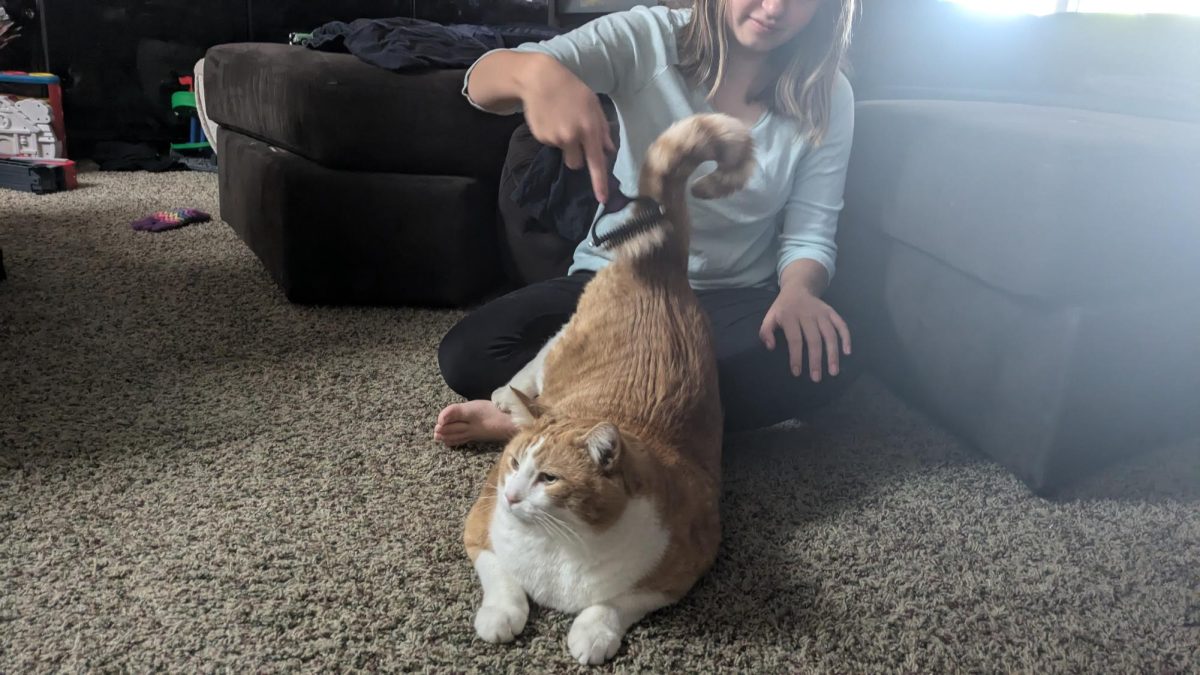 Makayla Schmidt brushing her cat based on its fur type.